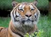 Bengaltiger im Safaripark Hodenhagen