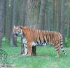 Bengaltiger im Serengetipark Hodenhagen