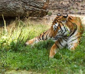 Bengal-Tiger im Serengetipark Hodenhagen
