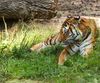 Bengal-Tiger im Serengetipark Hodenhagen