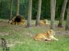 Transvaal-Löwen im Serengetipark Hodenhagen