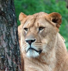 Transvaal-Löwen leben nur im Krüger Nationalpark