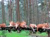 Transvaal-Löwenrudel in Hodenhagen