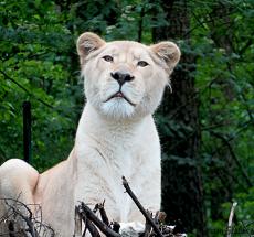 Weiße Löwen sind sehr selten