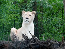 Weiße Löwen im Serengetipark Hodenhagen