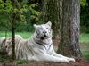 Weißer Benagltiger im Serengetipark Hodenhagen