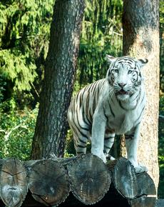 Weißer Tiger im Serengetipark Hodenhagen