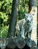 Weißer Tiger im Serengetipark Hodenhagen