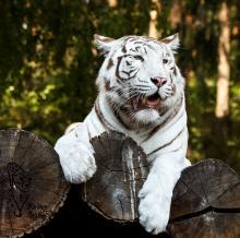 Weiße Tiger im Serengetipark Hodenhagen