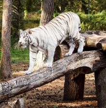 Weißer Tiger im Safaripark Hodenhagen