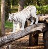 Weißer Tiger im Safaripark Hodenhagen