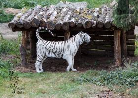 Weißer Tiger Serengetipark Hodenhagen