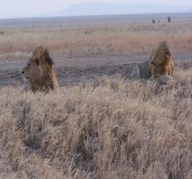 Junge Löwenbruder beobachten ein Löwenrudel