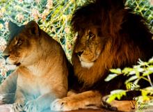 Löwenpaar im Tierpark Bad Pyrmont