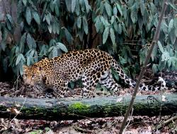 Indischer Leopard