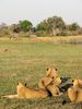 Löwenrudel in der Serengeti