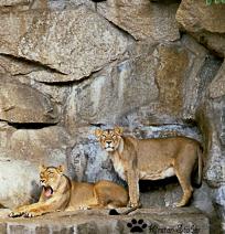 Asiatische Löwen im Tierpark Berlin