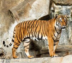 Indochinesischer Tiger in Berlin