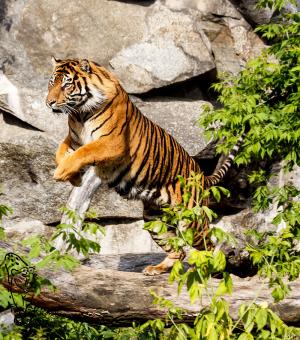 Sumatra Tiger im Zoo Amneville