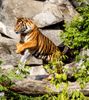 Sumatra Tiger im Zoo Amneville