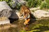 Sumatratiger im Tierpark Berlin