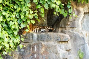 Tiger ruhen sich gerne tagsüber in Felsnischen aus
