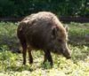 Wildschwein