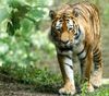 Sibirische Tiger im Zoo Landau