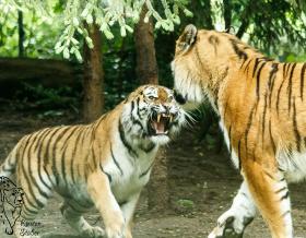Sibirische Tiger im Zoo Landau