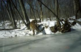 Amur-Leoparden sind vom Aussterben stark bedroht 