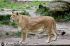 Löwin im Allwetterzoo Münster