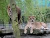 Löwenpärchen im Allwetterzoo Münster