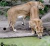 Löwinnen im Allwetterzoo Münster