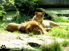 Löwenpärchen Allwetterzoo Münster