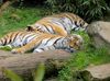 Sibirisches Tigerpaar im Allwetterzoo Münster