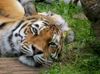 Sibirischer Tiger im Allwetterzoo Münster