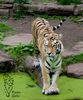 Sibirischer Tiger im Allwetterzoo Münster