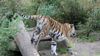 Sibirischer Tiger im Allwetterzoo Münster