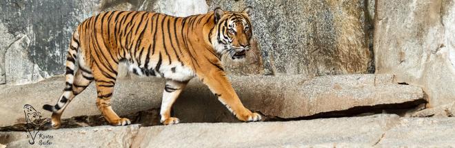 Indochinesischer Tiger im Tierpark Berlin