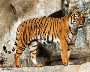 Indochinesischer Tiger im Tierpark Berlin