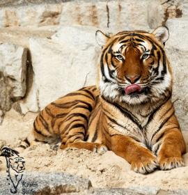 Indochinesischer Tiger Panthera tigris corbetti