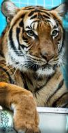Indochinesischer Tiger im Zoo Berlin