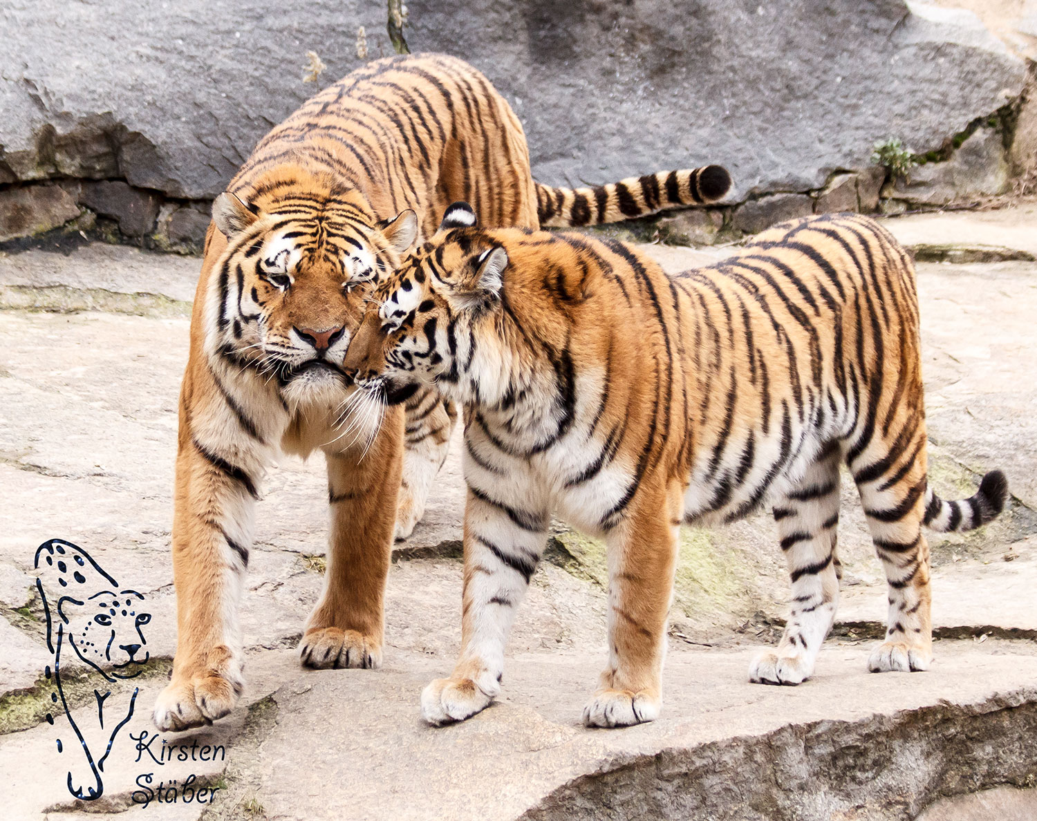60x40cm #94490 Sibirischer Tiger Tiere Fußmatte Türmatte Raubkatzen 