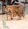 Sumatratiger im Tierpark Berlin