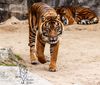 Sumatratiger im Tierpark Berlin