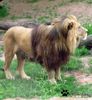 Berber-Löwenmännchen im Zoo Hanover