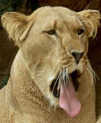 Löwen haben eine raue Zunge