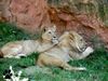 Löwen Geschwister Zoo Hannover