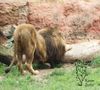 Berberlöwe im Zoo Hannover