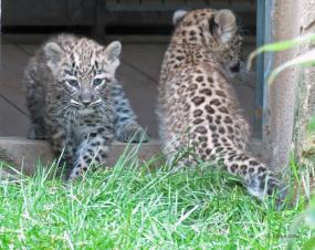 Persische Leopardenbabys im Zoo Hannover, 8 Wochen
